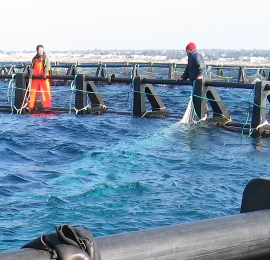 pesca