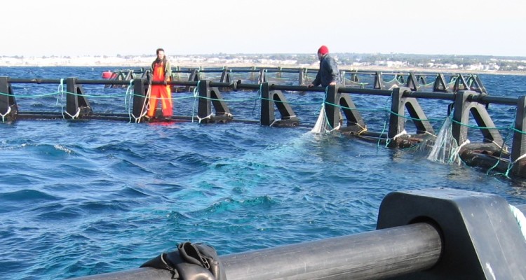 pesca