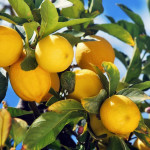 Limoni