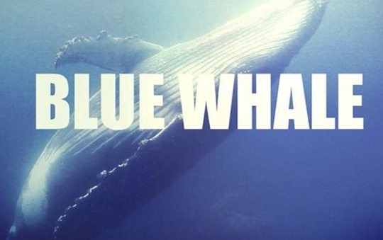 blue whale