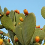 Fichi-dindia-624x415 (2)