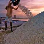 Raccolta sale al tramonto (2)