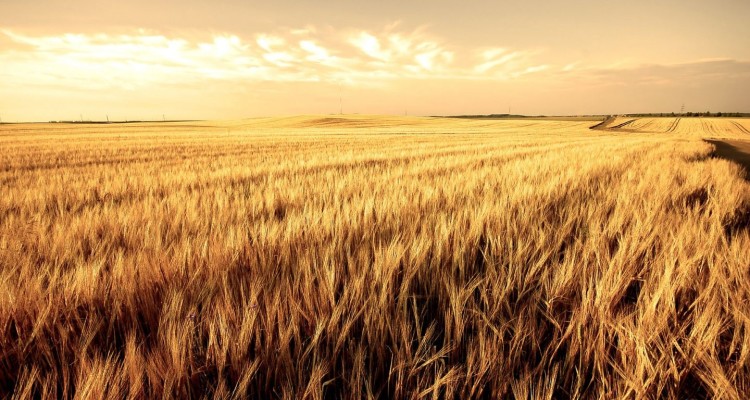 campo_di_grano