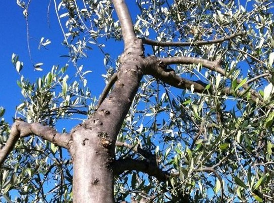 albero-ulivo